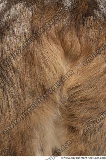 animal skin doe fur 0018